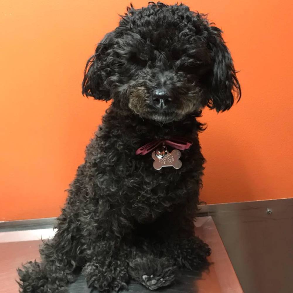 Meet your Posher, Samantha